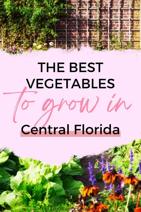 Vegetable Varieties for Central Florida. Vegetables to plant in Florida. Florida gardening tips. Zone 9 Gardening, Vegetable Planting Guide, Zone 9b, Vegetables To Plant, Florida Plants, Florida Gardening, Gardening Zones, Vegetable Garden Diy, Backyard Vegetable Gardens