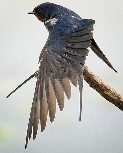 National Bird Day, Bird Day, Bird Man, Photography Blogs, Barn Swallow, Bird Photos, Wildlife Photographer, Bird Wings, Wild Creatures