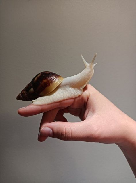 Pet Snail Aesthetic, Snail Reference Photo, Giant Snail Pets, African Giant Snail, Snail Reference, Snail Achatina, Snail Picture, Aesthetic Snail, Snail Aesthetic