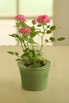 Indoor Roses, Rose Bush Care, Indoor Herbs, Witch's Cottage, Rose Plant Care, Miniature Roses, Miniature Rose, Rose House, Rose Plant