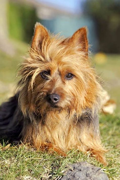 Australian Terrier Puppies, Australian Silky Terrier, Every Dog Breed, Akc Breeds, Australian Terrier, Silky Terrier, Dog List, Terrier Breeds, Adorable Babies