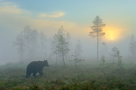 Imgur: The most awesome images on the Internet. Foggy Day, Foggy Forest, Cute Bear, Wild Life, Dragon Age, The Bear, Black Bear, Pretty Places, Brown Bear