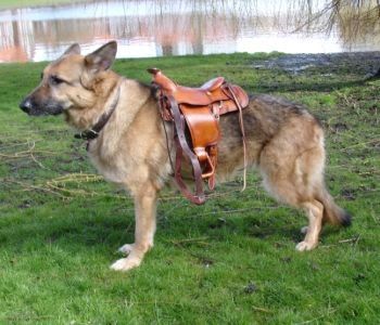 dog saddle - Google Search Pony Birthday, Big Animals, Horse Boots, Dog Crafts, Beagle Puppy, Dog Ideas, Saddle Pads, Horse Rider, Horse Tack