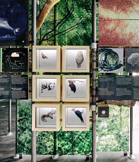 An exhibit on biodiversity offers insight into local flora and fauna.   Photo by Joe Fletcher . Interpretive Signage, Third Space, Museum Interior, Museum Exhibition Design, Nature Museum, Museum Displays, Exhibition Display, Boy Scouts Of America, Wayfinding Signage