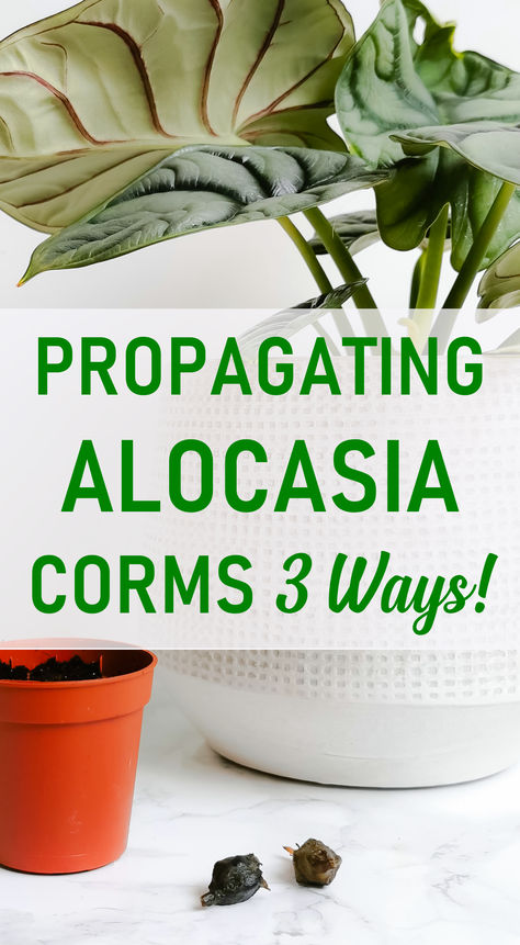 What are Alocasia corms, how do you find them, and then what do you do with them? We have the answers! With 3 easy ways to propagate Alocasia corms. How To Grow Alocasia Corm, Alocasia Corm Propagation, Alocasia Propagation, Propagating Alocasia, Alocasia Plant, Indoor Plant Care, Best Indoor Plants, House Plant Care, Propagating Plants