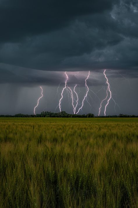 Multi strike - Several bolts of lightning are captured at once over a wheat field near Calmar, Alberta Bolt Of Lightning, Lightning Storm Painting, Storm Photos, Storm Lightning, Lightning Pictures, Lightning Bolts, Lightning Strike, Lightning Aesthetic, Storm Aesthetic