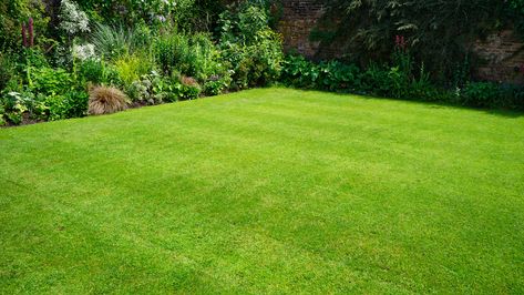 Grass Seed Types, Seeding Lawn, Types Of Grass, Lush Lawn, Healthy Lawn, Garden Lawn, Grass Seed, Green Lawn, Colorful Garden