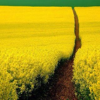 Mustard Field Germany - Beautiful Scenery ..I would like to live here in a little cottage in the middle of all this beautiful land.  Amazing! Yellow Fields, Minimalist Photography, Dirt Road, Mellow Yellow, Shades Of Yellow, Amazing Nature, Beautiful World, Beautiful Landscapes, In The Middle