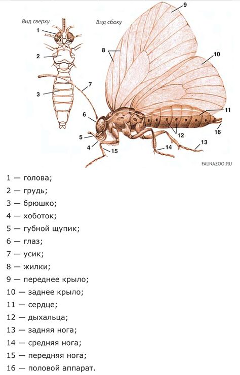 Butterfly Anatomy, Profile Drawing, Drawing Lessons, Facial Expressions, Creative Inspiration, Anatomy, Butterflies, Facial, Wedding Photography