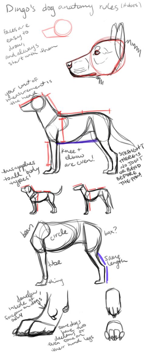 dingo's dog anatomy rules (it does) by DingoMutt on @DeviantArt Dog Drawing Tutorial, Dingo Dog, Draw Tutorial, Dog Anatomy, Dog Sketch, Anatomy Sketches, Animal Study, Canine Art, Sketches Tutorial