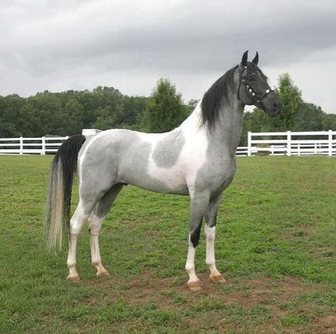 Stuntmans Star of Magic💘 Blue roan tobiano. 15.2hh. From twhfarm.com. 💕💕 Use #dreamyfeatures or tag @dreamy.features in your photos to be featured! 💘💘 Cheval Pie, Tennessee Walker, Tennessee Walking Horse, Elegant Horse, Pinto Horse, Walking Horse, Paint Horse, Horse Boarding, Blue Roan