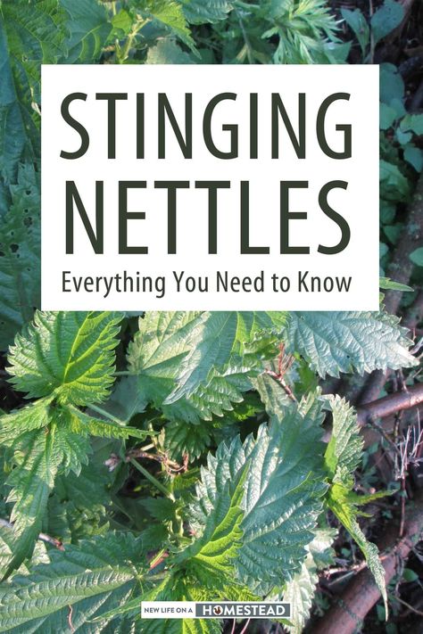 Stinging nettle is a delicious plant with a ton of nutrients, that grows everywhere. Here's how to forage it and use it. #homesteading #foraging #selfreliance Nettles Benefits, Nettle Tea Benefits, Nettle Benefits, Food Foraging, Salve Recipes, Women Nutrition, Stinging Nettle, Health Fitness Nutrition, Simple Nutrition