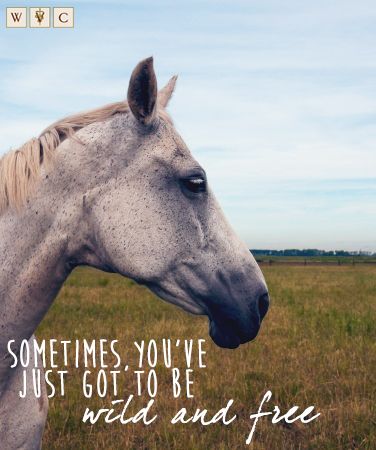 Take it from an experienced veteran: wild and free is the way to be! #horse #animals #animalquotes #freedom Horse Side Profile, Wild Horses Quotes, Horse Head Profile, Reference Face, Head Profile, Horse Reference, Horse Profile, Horse Face, Grey Horse