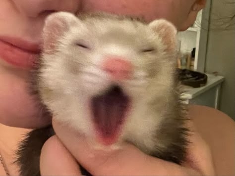 Ferret Pfp, Funny Ferret Pfp, Ferret Astethic, Cursed Ferret Images, Ferrets Being Silly, Baby Ferrets, Funny Ferrets, Ferret Meme, Pet Ferret