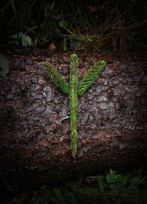 Norse Paganism, Rune Symbols, Norse Pagan, Viking Culture, Norse Runes, Magic Aesthetic, Viking Runes, Beltane, Anglo Saxon