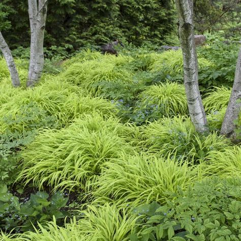 Hakone Grass, Hakonechloa Macra, Japanese Forest, Border Plants, Woodland Garden, Plant Combinations, Shade Plants, Landscaping With Rocks, Ornamental Grasses