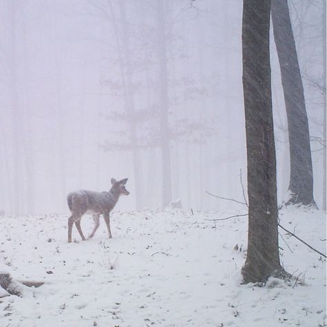 Snow Deer Aesthetic, Deer Aesthetic, Earth Angels, Winter Princess, Winter Fairy, I Love Winter, Snow Angels, Oh Deer, A Deer