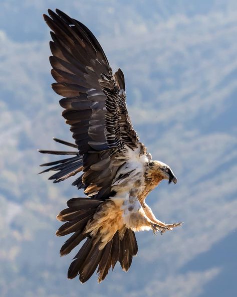 Trencalòs  #quebrantahuesos #lammergeier #beardedvulture #birdlife_insta #birds #vultures #eye_spy_birds #birdphotography #birds_of_ig… Bearded Vulture, Bird Reference, Eagle Pictures, Eye Spy, Animal Reference, Wild Creatures, Animal References, Big Bird, Bird Photo