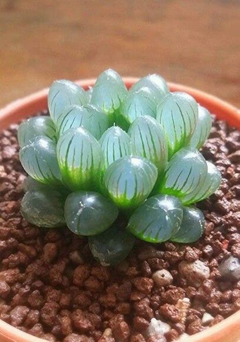 Tattoo Plant, Cactus Seeds, Succulent Seeds, Alpine Plants, Perennial Herbs, Garden Types, Unusual Plants, Plant Aesthetic, Rare Succulents