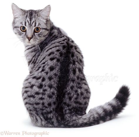 Silver spotted cat looking back photo ... Beautiful Cat Images, Egyptian Cats, Beautiful Cats Pictures, Spotted Cat, Cat Anatomy, Kitten Photos, Cat Reference, Most Beautiful Cat Breeds, Cat Pose