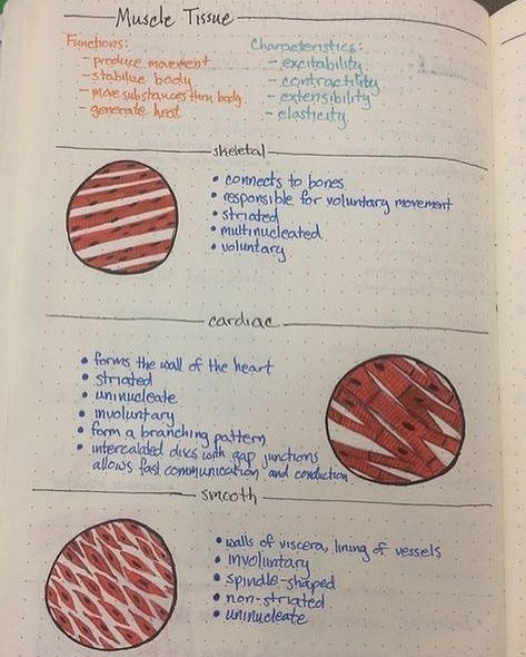 Medical Doctors and Students on Instagram: “The three types of muscle tissue are cardiac, smooth and skeletal. . . . . .…” Tissues Anatomy And Physiology, Tissues Of The Body Notes, Tissues Anatomy Notes, Tissue Notes Biology, Muscle Notes Anatomy, Muscle Tissue Notes, Biology Tissues Notes, Anatomy Tissue Notes, Connective Tissue Notes