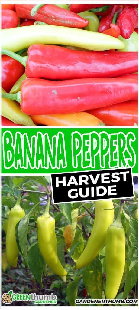 Banana Peppers can be tricky. Sometimes you never know when to harvest banana peppers. We give you the best harvesting tips to ensure you pick the peppers at the right time. When To Harvest Peppers, Growing Banana Peppers, Harvesting Vegetables, Recipes With Banana Peppers, Hot Banana Peppers, Vegetables Growing, Fruit Container, Modern Homestead, Beginner Gardening