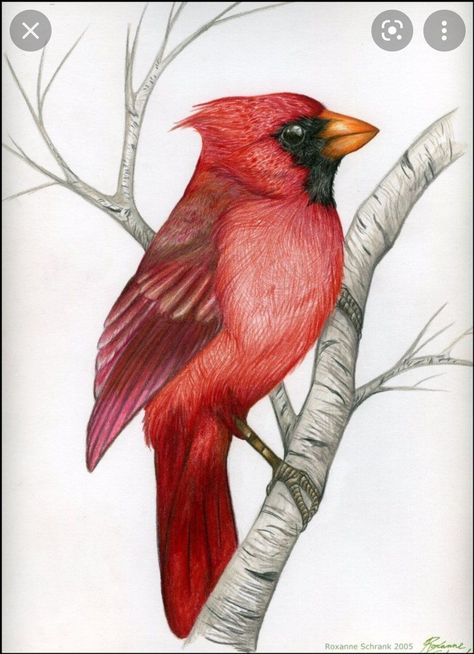 Cardinal Drawing, Cardinal Birds Art, Branch Drawing, Cardinal Painting, Bird Sketch, Northern Cardinal, Cardinal Birds, Red Bird, Red Cardinal