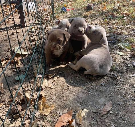 #Pitbull puppies for #sale, a 50% discount and we offer same-day or next-day delivery, All puppies are registered,.quality of #puppies will be satisfied to the buyer before buying. Contact me Pitbull Puppies For Sale, Pitbull Puppies, Puppies For Sale, Pitbull, Cute Dogs, Puppies, Dogs, For Sale, Animals