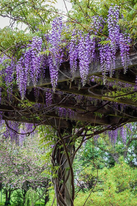 20 Best Climbing Plants For Pergolas And Arbors - 166 Japanese Wisteria Garden, Wisteria In Garden, Trellis With Wisteria, Wisteria Tree Garden, Wisteria Flowers Wedding, Wisteria On Pergola, Wisteria Landscaping, Wisteria Trellis Pergolas, Wisteria Backyard