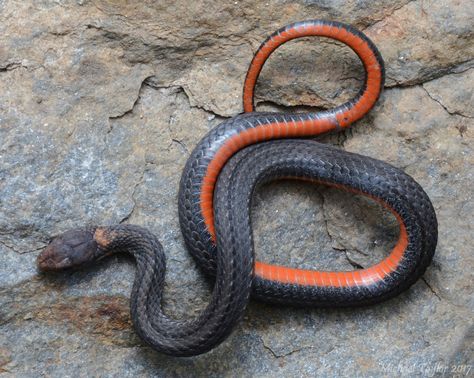 Northern Red-bellied Snake (Storeria occipitomaculata occipitomaculata) | by Michael Taylor Reptiles Red Bellied Snake, Snake Top View, Snake Tattoo, Reptiles, Art Projects, Red, Animals