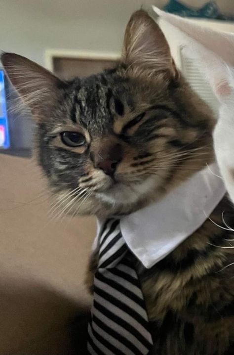 Cats In Suits, Story Aesthetic, Cat Boarding, A Cat, Collage, Pins, Quick Saves