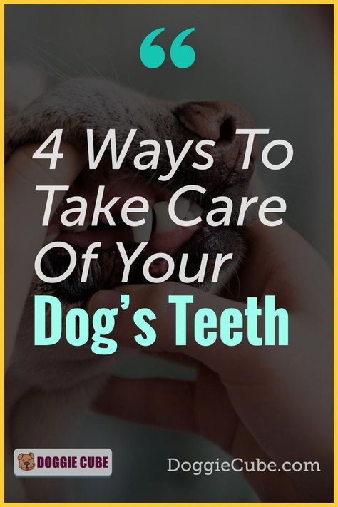 Cleaning and brushing of your dog's teeth is an important part of dog care. How to brush your dog's teeth is a simple skill that'll be useful in the cleaning DIY process. Besides aesthetic reasons, there are health benefits too. Cleaning at home can help to remove plaque from your dog's teeth that can cause health issues if not removed. There are some cleaning treats and other methods you can use to clean your dog's teeth. Here are 4 tips to help you take #PreventiveOralHealthCare Baby Tooth Decay, Best Mouthwash, Dog Dental Health, Tooth Repair, Cleaning Diy, Dog Remedies, Hygiene Care, Stronger Teeth, Natural Teeth Whitening