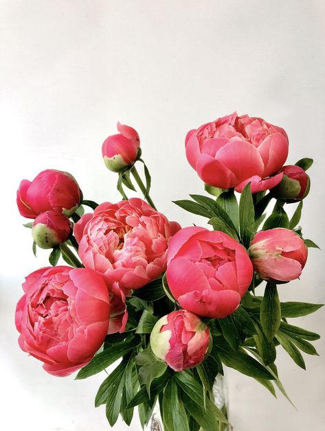 Spring Peony, Peony Painting, Peonies Bouquet, Bright Spring, Peony Flower, Flower Images, Pink Peonies, Flower Photos, Tropical Flowers