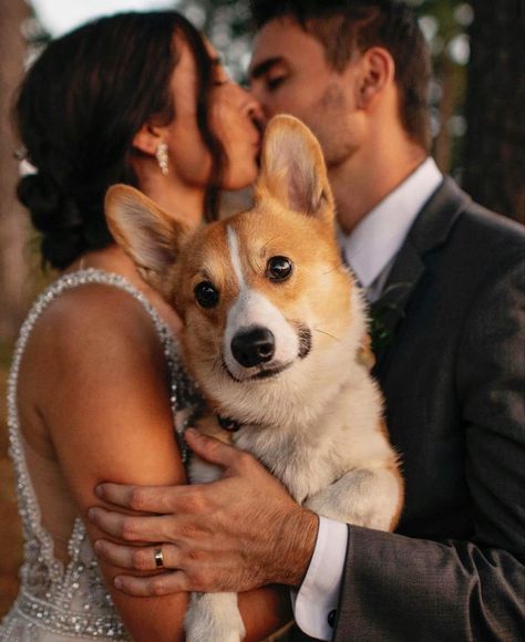 Dogs In Wedding Photos, Corgi At Wedding, Artsy Wedding Photography, Corgi Wedding, Fun Wedding Photo Ideas, Pet Wedding Photos, Engagement Photos With Dog, Engagement Photo Shoot Beach, Couple Dog