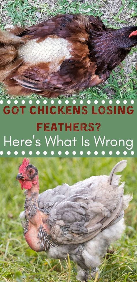 Did you find chickens losing feathers in your chicken coop? 10 issues might your flock to lose their feathers. You need to know what leads to chickens losing feathers and how to fix this problem, along with preventative measures to stop feathers from falling out in the future. Chickens Losing Feathers, Homesteading Animals, Cute Chicken Coops, Pig Breeds, Raising Farm Animals, Raising Chicks, Backyard Chicken Coop Plans, Backyard Chicken Farming, Chicken Health