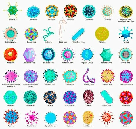 BiotechVerse on Instagram: “Just Wanted To Share Something Viral 🦠🦠🤓 Few types of viruses! . . . . ========================================== Like, comment, share &…” Infectious Diseases Art, Bacteria Infographic, Virology Aesthetics, Virology Microbiology, Virus Illustration, Biology Art, Medical Student Study, Medical Laboratory Science, Infectious Diseases