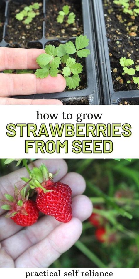 Strawberry Garden Ideas, Grow Strawberries From Seed, When To Plant Strawberries, Strawberry Gardening, Strawberry Seedlings, Growing Strawberries In Containers, How To Grow Strawberries, Seed Growing, Strawberries In Containers