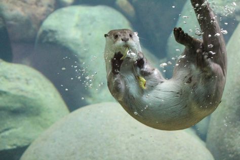 Otter Underwater, Otter Sculpture, Otter Swimming, Otter Tattoo, Otter Art, Otters Cute, Otter Love, Sea Otters, River Otter