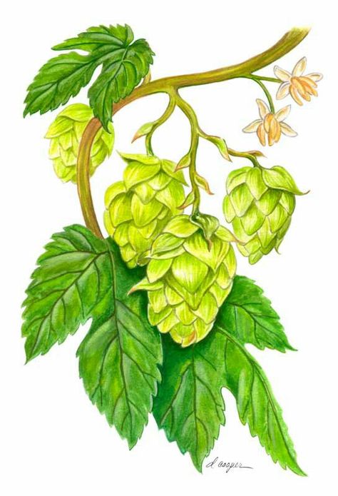 Hop Avalon Aesthetic, Hops Illustration, Botanical Prints Free, Hop Tattoo, Hops Vine, Beer Tattoos, Beer Painting, Hops Plant, Hop Flower