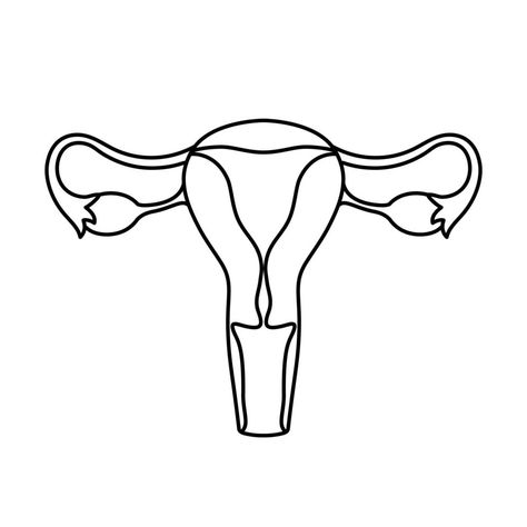 Female Reproductive System Sketch, Uterus Drawing Simple, Uterus Line Art, Assignment Pics, Uterus Illustration, Uterus Anatomy, Future Midwife, Female Reproductive System Anatomy, Human Anatomy Female