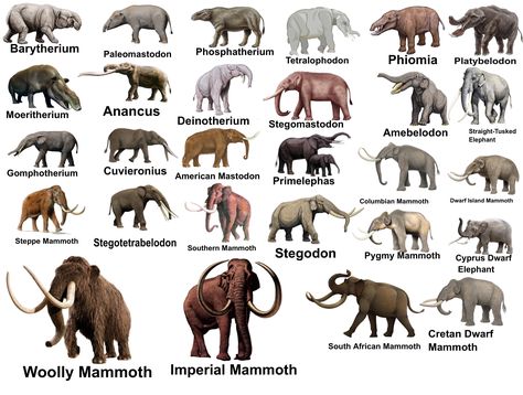 Stone Age Animals, Elephant Species, Greyhound Statues, Prehistoric Animals Dinosaurs, Mythological Animals, Conservation Biology, Prehistoric Wildlife, Elephants Photos, Prehistoric World