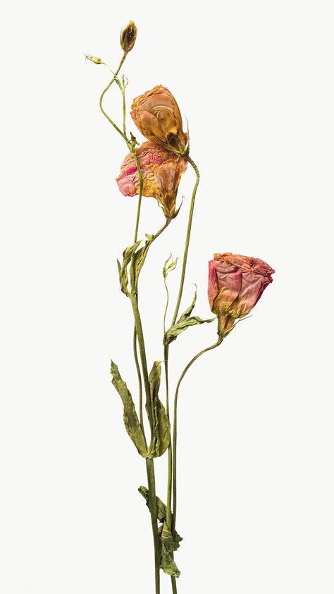 Dried Flowers In Books, Flowers In Books Aesthetic, Flowers In Books, Books Aesthetic Vintage, Wilted Flowers, Dried Petals, Flowers Png, Dry Flower, Books Aesthetic