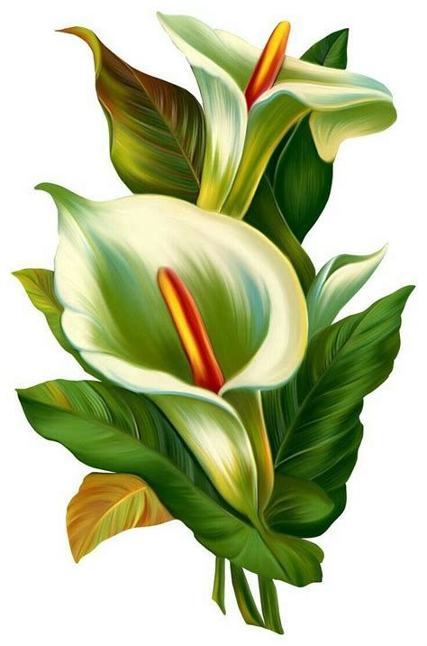 Plant Drawing, Flower Art Painting, Digital Flowers, Calla Lily, Flower Pictures, Green Flowers, Flower Wallpaper, 그림 그리기, Botanical Art