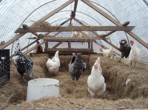 Chickens In The Winter, Chicken Pen, Chicken Coup, Chicken Coop Run, Keeping Chickens, Building A Chicken Coop, Chicken Coop Plans, Backyard Chicken Coops, Diy Chicken Coop