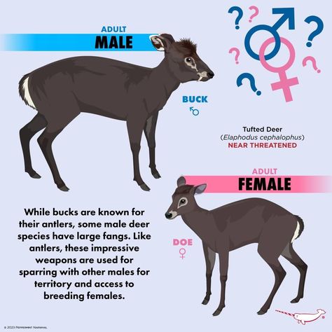 Deer Anatomy, Horse Species, Deer Tail, Female Deer, Male Deer, Deer Species, Drawing Guides, Animal References, Unusual Animals