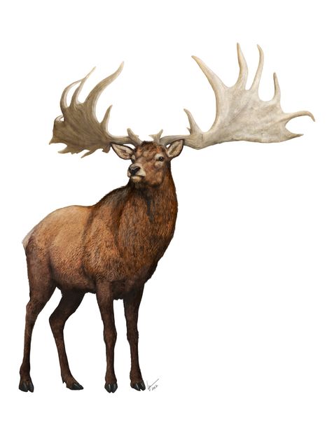 Megaloceros giganteus by Gabriel N. Ugueto Megaloceros Giganteus, Irish Elk, Deer Species, Wildlife Artwork, Prehistoric World, Paleo Art, Extinct Animals, Dinosaur Art, Dnd Art