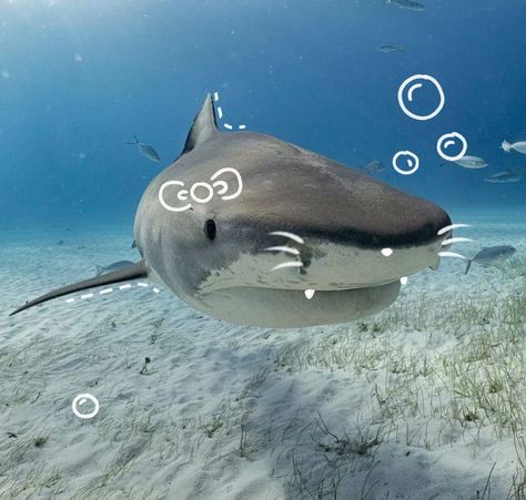 sharks are so cute Cool Sea Creatures, Shark Photos, Shark Pictures, Shark Lover, Image Swag, Beautiful Sea Creatures, Water Animals, Shark Fin, Cute Shark