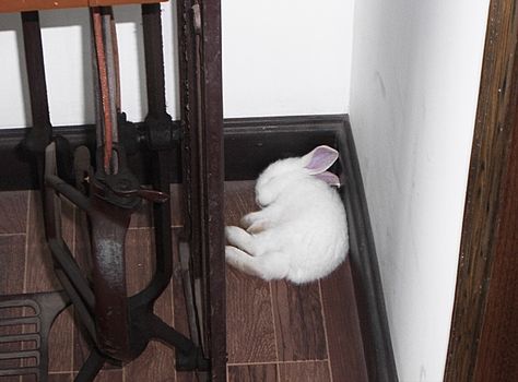 Rabbit Sleeping, Sleepy Bunny, Sleeping Peacefully, Taking A Nap, Baby Bunny, Bunny Rabbit, On Twitter, Twitter, White