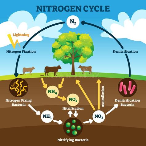 Nutrient Cycle, Cycle Drawing, Nitrogen Fixation, Nitrogen Cycle, Cycling For Beginners, Carbon Cycle, Science Notes, Water Cycle, Symbiotic Relationships