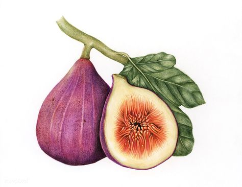 Illustration drawing style of fig Fig Drawing, Fruit Sketch, Apple Illustration, Fig Fruit, Fruits Drawing, Fruit Vector, Watercolor Food, Illustration Botanique, Image Nature